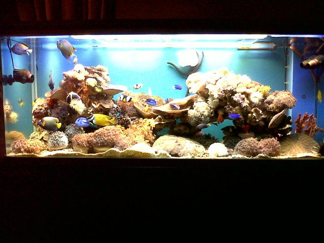 300 gallons reef tank (mostly live coral and fish) - My 300 Gallon Reef Tank