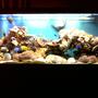 300 gallons reef tank (mostly live coral and fish) - My 300 Gallon Reef Tank