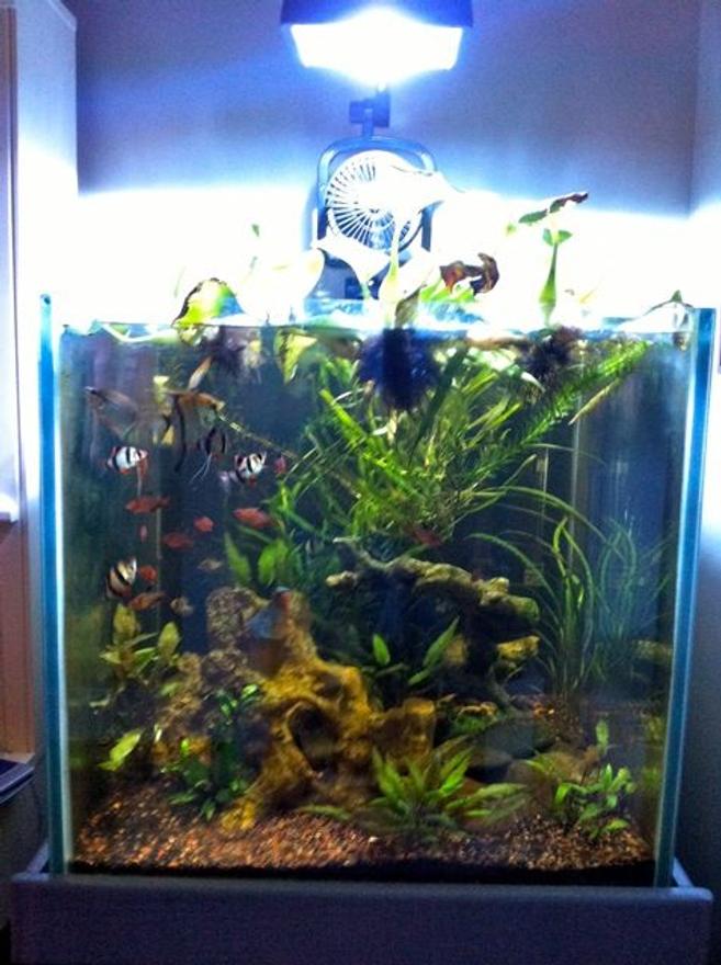 60 gallons planted tank (mostly live plants and fish) - 60 gal. rimless open top plant tank