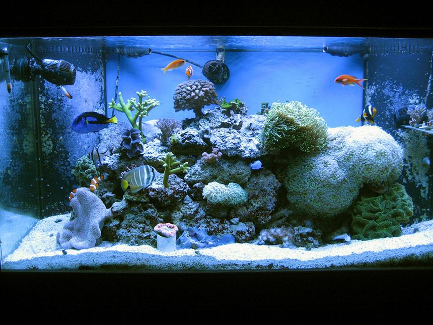 Rated #55: 120 Gallons Reef Tank - My reef as of March 2011