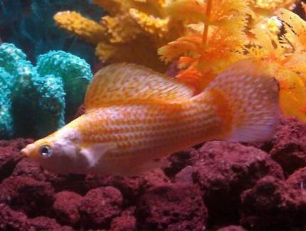 freshwater fish - poecilia latipinna - golden sailfin molly stocking in 110 gallons tank - Molly