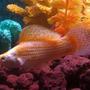freshwater fish - poecilia latipinna - golden sailfin molly stocking in 110 gallons tank - Molly