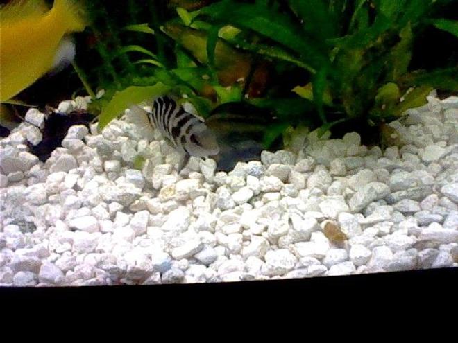 47 gallons freshwater fish tank (mostly fish and non-living decorations) - Black Convict