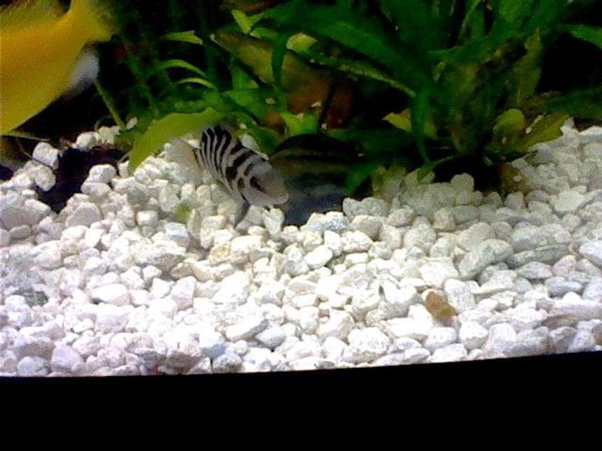 Rated #277: 47 Gallons Freshwater Fish Tank - Black Convict