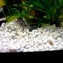 47 gallons freshwater fish tank (mostly fish and non-living decorations) - Black Convict