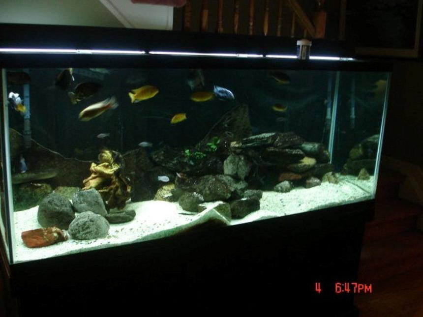 Rated #93: 75 Gallons Freshwater Fish Tank - African cichlid tank 220g planted