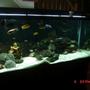 75 gallons freshwater fish tank (mostly fish and non-living decorations) - African cichlid tank 220g planted