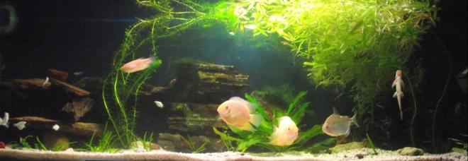 200 gallons planted tank (mostly live plants and fish) - 134 gallon fresh water  setup with 2x golden severums ect. community tank