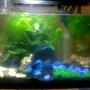 5 gallons planted tank (mostly live plants and fish) - my tank