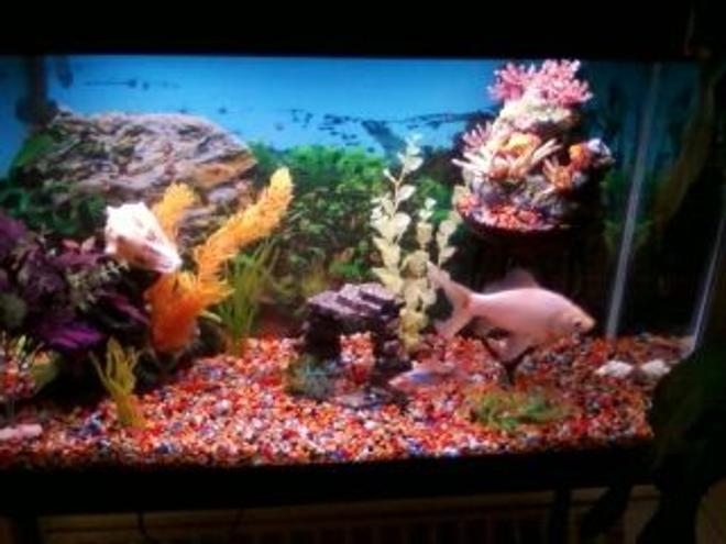 30 gallons freshwater fish tank (mostly fish and non-living decorations) - Our new set-up.