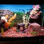 30 gallons freshwater fish tank (mostly fish and non-living decorations) - Our new set-up.