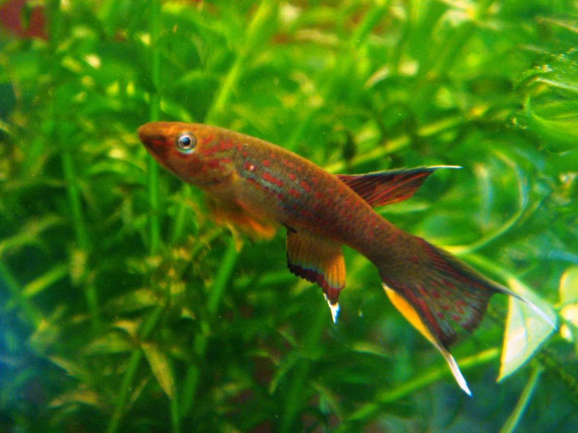 freshwater fish - aphyosemion australe - chocolate lyretail panchax killifish stocking in 25 gallons tank - aphyosemion australe