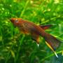 freshwater fish - aphyosemion australe - chocolate lyretail panchax killifish stocking in 25 gallons tank - aphyosemion australe