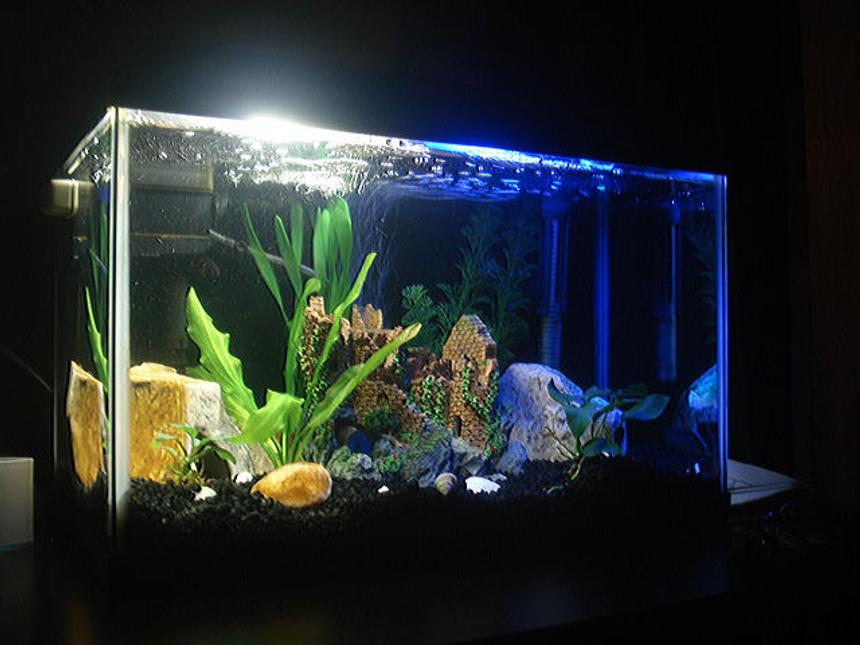 Rated #139: 10 Gallons Planted Tank - 10 gallon tank with amazon swords, and anubias housed with a convict ciclid.