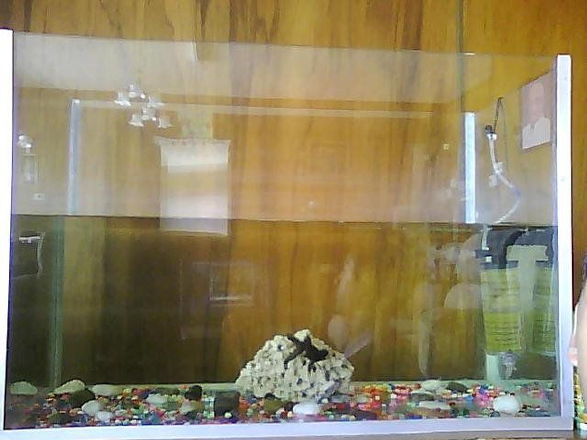 150 gallons freshwater fish tank (mostly fish and non-living decorations) - A black fantail fish with some gravel, 1 coral and a bio chem filter.