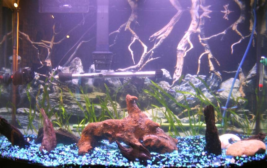 Rated #169: 36 Gallons Planted Tank - 36 Gallon Planted Aquarium with Mopani, and malaysian driftwood
15 Corkscrew Vallisneria
6 Cardinal Tetras
5 Glass Catfish
1 Bristlenose Pleco
