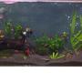 55 gallons planted tank (mostly live plants and fish) - 55 gallon planted aquarium...this is my first try at this....open to any advice