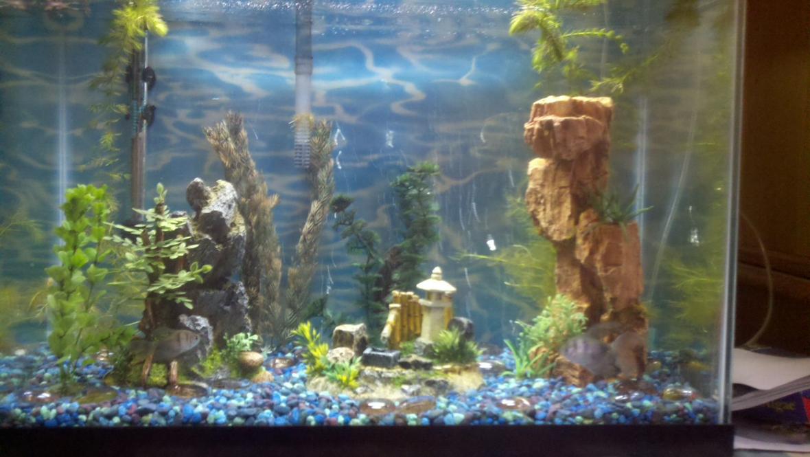 20 gallons freshwater fish tank (mostly fish and non-living decorations) - 20gal high 3 algae eaters 5 tetras