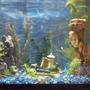 20 gallons freshwater fish tank (mostly fish and non-living decorations) - 20gal high 3 algae eaters 5 tetras