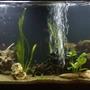 55 gallons planted tank (mostly live plants and fish) - Tetra 55 gallons