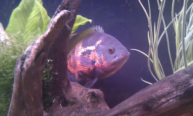 freshwater fish - astronotus ocellatus - red oscar stocking in 55 gallons tank - One special caracter named "Oscar"