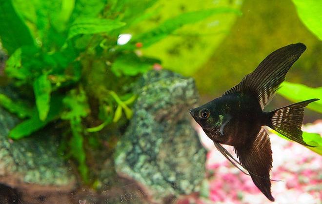 freshwater fish - pterophyllum sp. - black angel stocking in 33 gallons tank - Black angel