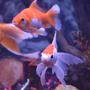 freshwater fish - carassius auratus - fantail goldfish stocking in 75 gallons tank - OUR FISH RECENTLY ENCOUNTERED "TAIL(FIN) ROT", NOW THE'RE BACK BETTER THAN EVER