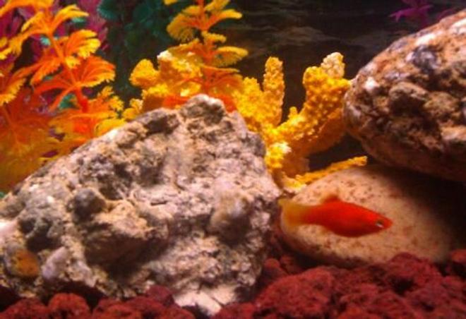 freshwater fish - xiphophorus maculatus - red platy stocking in 110 gallons tank - Platy