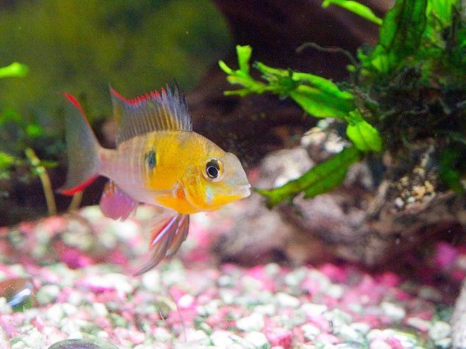 freshwater fish - microgeophagus altispinosa - bolivian ram stocking in 33 gallons tank - Bolivian ram in full colouration and gill flaring