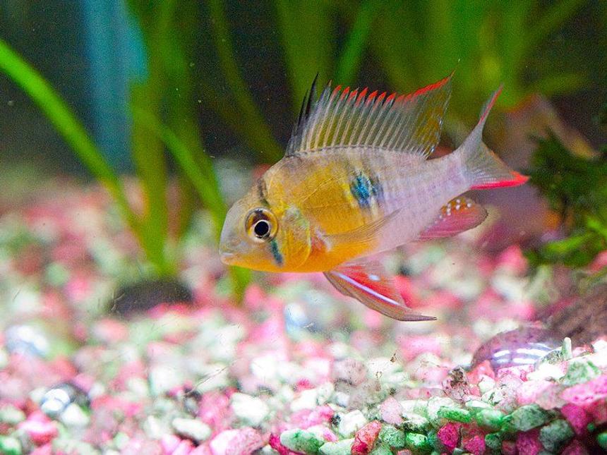 Rated #25: Freshwater Fish - Microgeophagus Altispinosa - Bolivian Ram Stocking In 33 Gallons Tank - Full on display of colour when Bolivian ram is happy