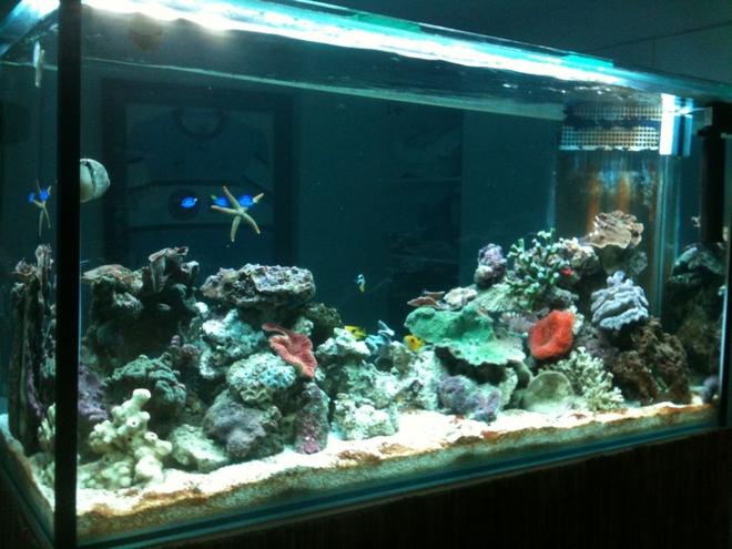 275 gallons reef tank (mostly live coral and fish) - 800L reef tank