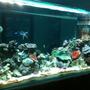275 gallons reef tank (mostly live coral and fish) - 800L reef tank