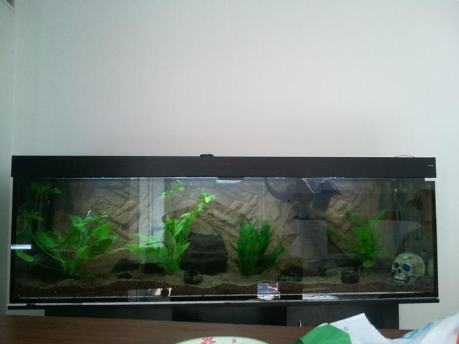 190 gallons freshwater fish tank (mostly fish and non-living decorations) - 720 litre new tank start up, fish to be added