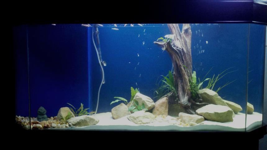Rated #123: 75 Gallons Planted Tank - Anubius, Java Fern, Spirilius, River Rocks, Ledge Rock, Cedar Driftwood, Cichlid Sand, Awaiting Calvus and Syno Cats