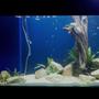 75 gallons planted tank (mostly live plants and fish) - Anubius, Java Fern, Spirilius, River Rocks, Ledge Rock, Cedar Driftwood, Cichlid Sand, Awaiting Calvus and Syno Cats