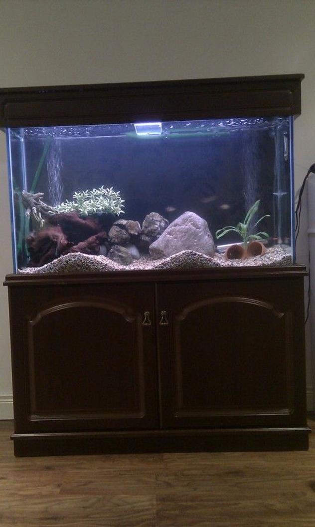12 gallons freshwater fish tank (mostly fish and non-living decorations) - Fish tank red tailed black shar tiger barb ruby neon tetra pleco aquarium 45 gallon 200 litre aheim 2213 external canister