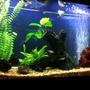 55 gallons planted tank (mostly live plants and fish) - 55 gal. fresh water(community,40%planted), twin 28W T5 HE lights with moonlight LED's,running a Fluval 305 cannister filter...