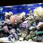 90 gallons reef tank (mostly live coral and fish) - 90 gallon reef ready tank