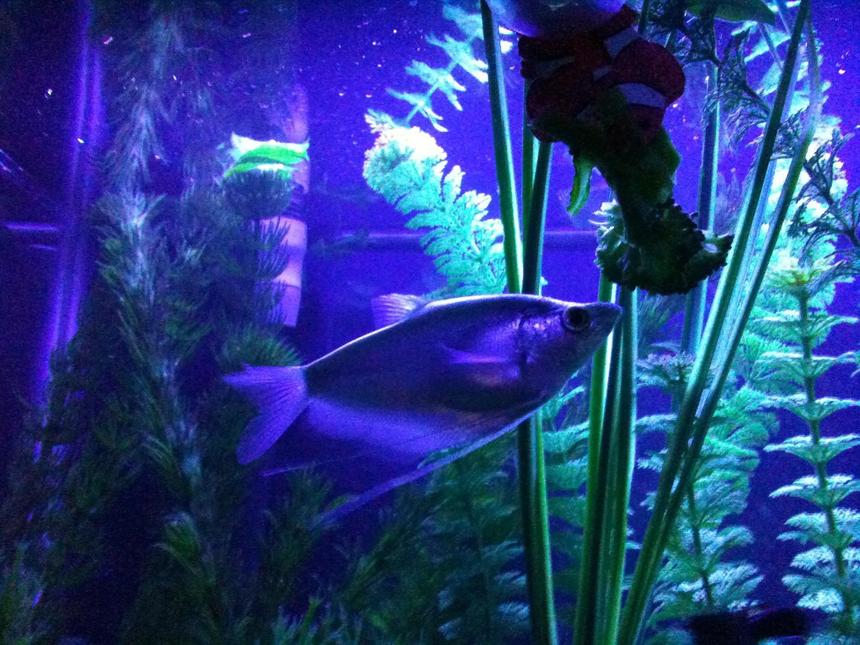 Rated #374: Freshwater Fish - Trichogaster Microlepis - Moonlight Gourami Stocking In 55 Gallons Tank - moonlight gourami (Trichogaster microlepis)under an actinic light in the 55 devouring cooked broccoli....