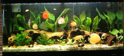 75 gallons planted tank (mostly live plants and fish) - my fist try at dicus. 3 of them are going to be given to a friend so it wont look as full in the future