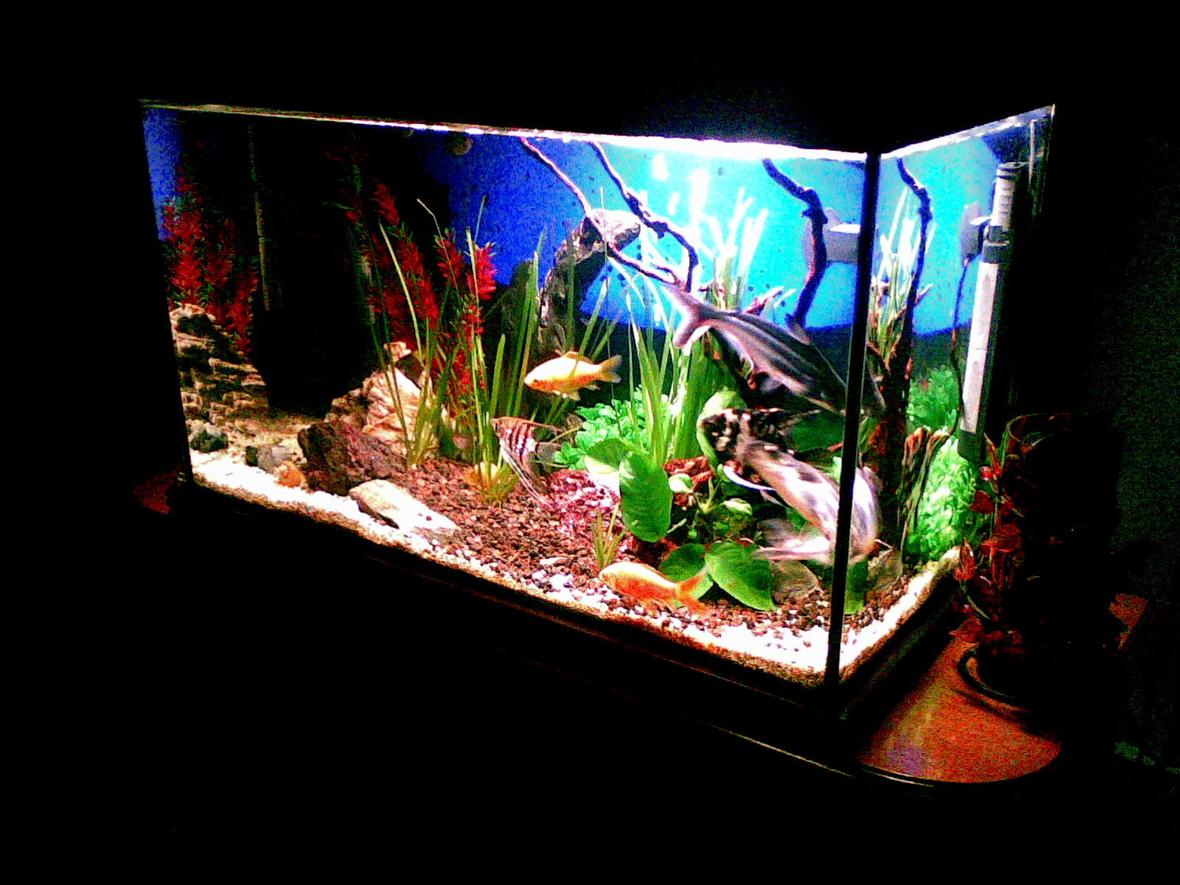100 gallons freshwater fish tank (mostly fish and non-living decorations) - ....