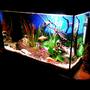 100 gallons freshwater fish tank (mostly fish and non-living decorations) - ....