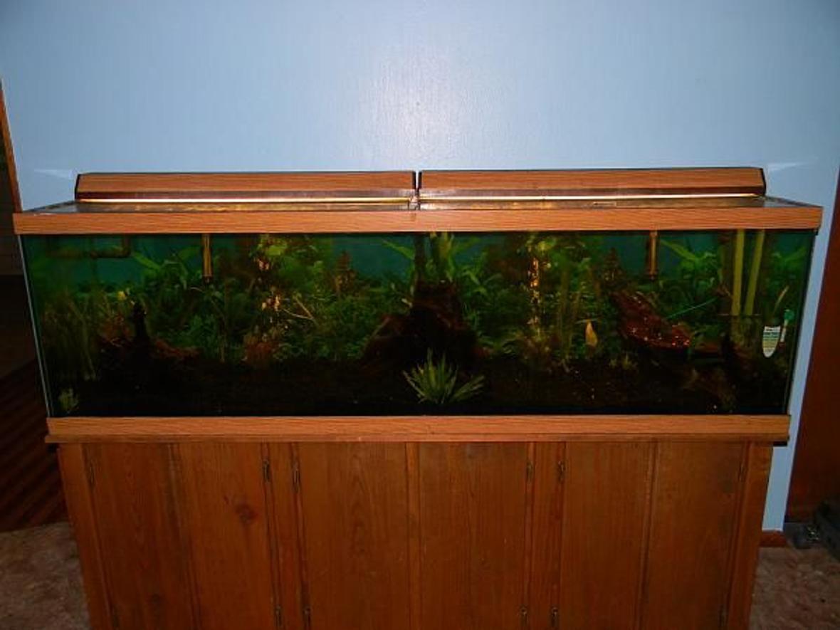 125 gallons planted tank (mostly live plants and fish) - 125 Planted Tiger Barb Tank. Planted at both ends and along the back, 3 large pieces of driftwood, generic lighting and hoods, Eheim pro 3/Rena Fillstar X3 filters. Current occupents are 20 tiger barbs(juv), 4 Clown Loaches(juv) and one Electric Blue Lobster(Juv)