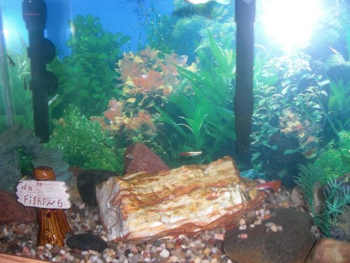 30 gallons freshwater fish tank (mostly fish and non-living decorations) - My Fish Tank
