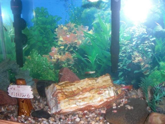 30 gallons freshwater fish tank (mostly fish and non-living decorations) - My Fish Tank