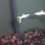 freshwater fish - poecilia reticulata - silver streak flamingo guppy stocking in 30 gallons tank - Male Guppy