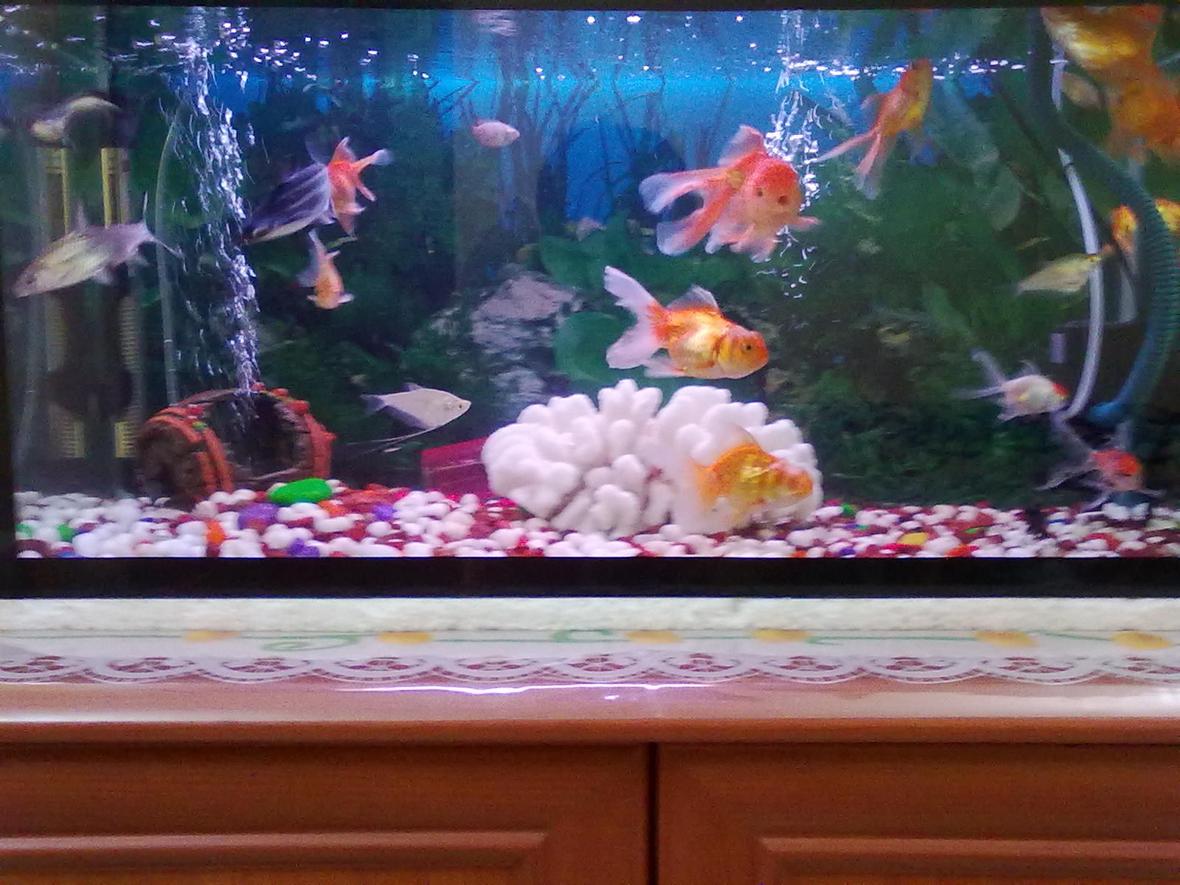 freshwater fish tank (mostly fish and non-living decorations) - This is my freshwater tank of 40gal which includes 8 Goldfish,1 black moore,2 blackghost,3 neon,1 bala shark,2 Koi.I m using top filter for filtration,150watts heater, and fluorescent light of 20watts.
