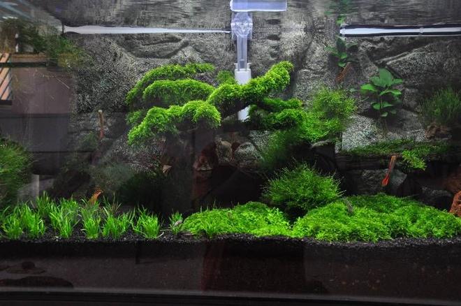45 gallons planted tank (mostly live plants and fish) - my first attempt to make a planted tank..