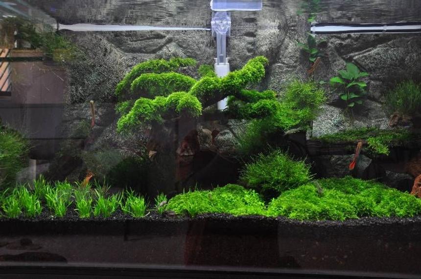Rated #7: 45 Gallons Planted Tank - my first attempt to make a planted tank..