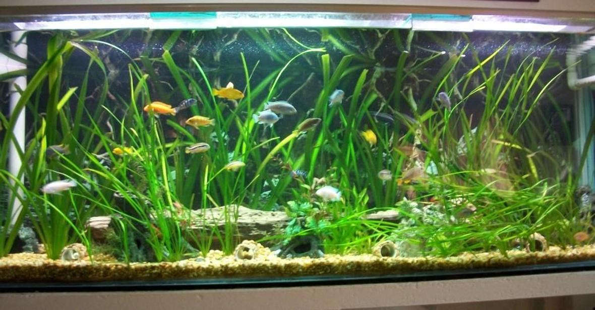 180 gallons planted tank (mostly live plants and fish) - front view